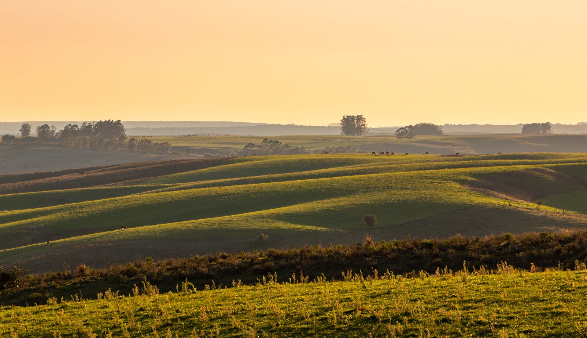 Colinas onduladas do pampa ao pôr do sol, com gado a pasto
